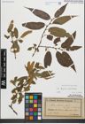Foto von Salix fragilis L. x Salix pentandra L.